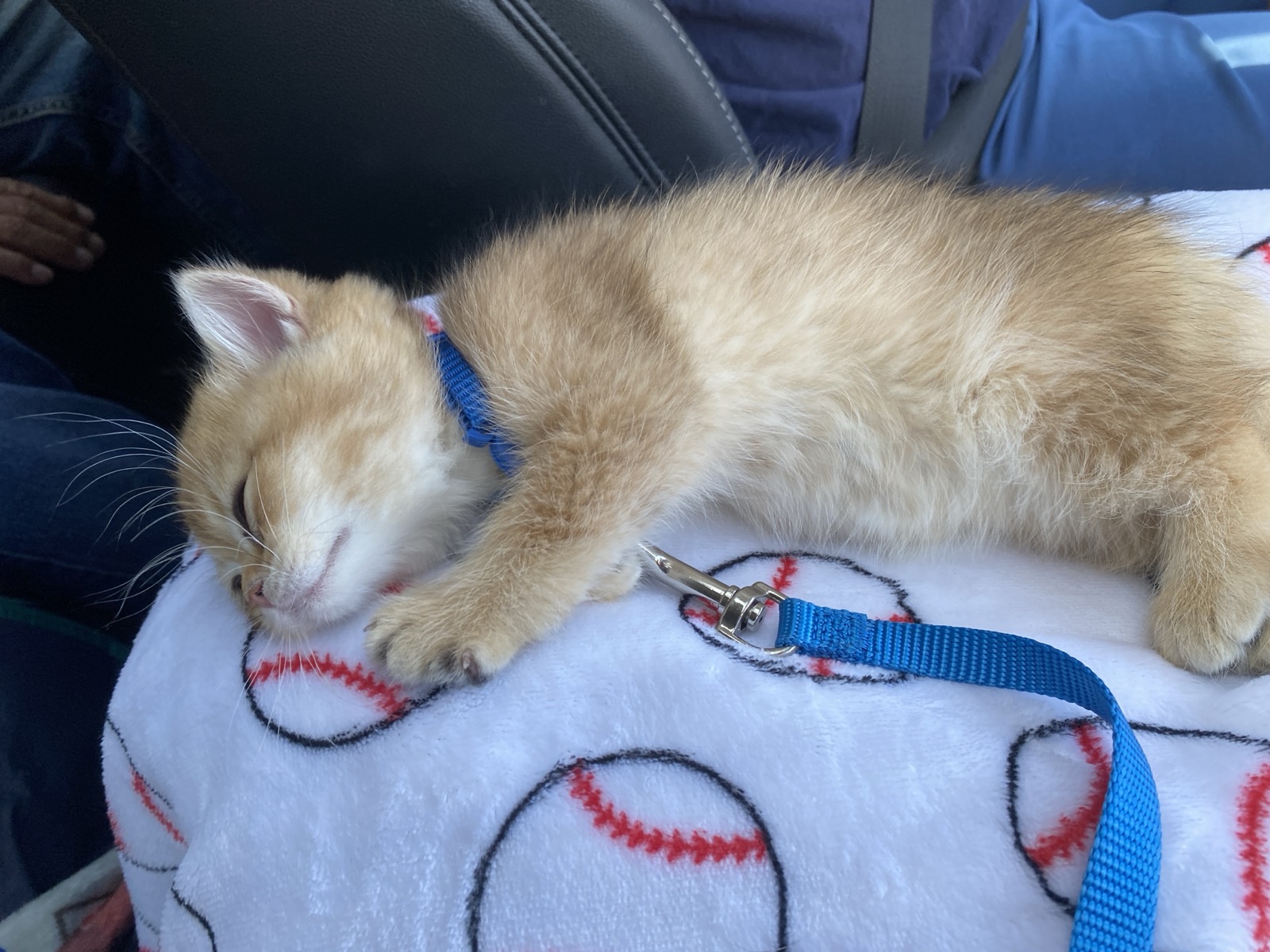 Churro asleep in the car with his leash still clipped