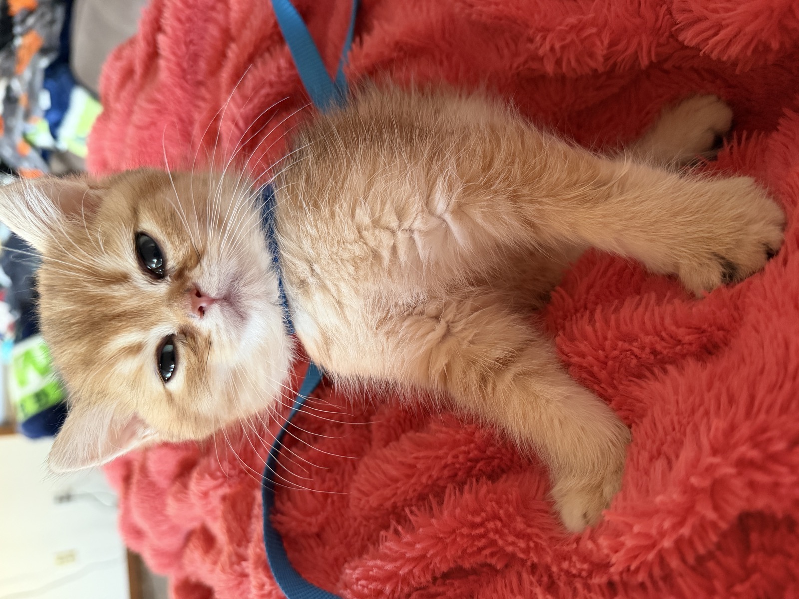 Churro in his blue harness on a red blanket