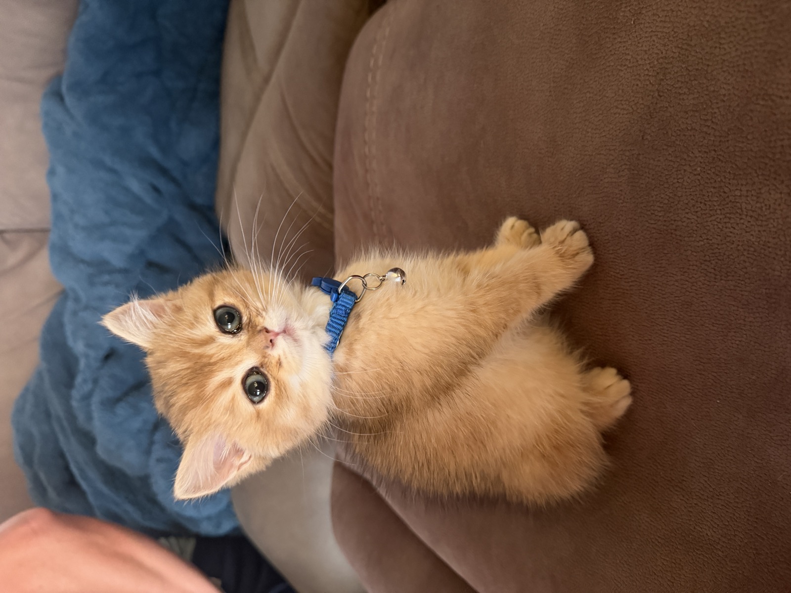 Sir Churro, a golden British Shorthair kitten with big round eyes