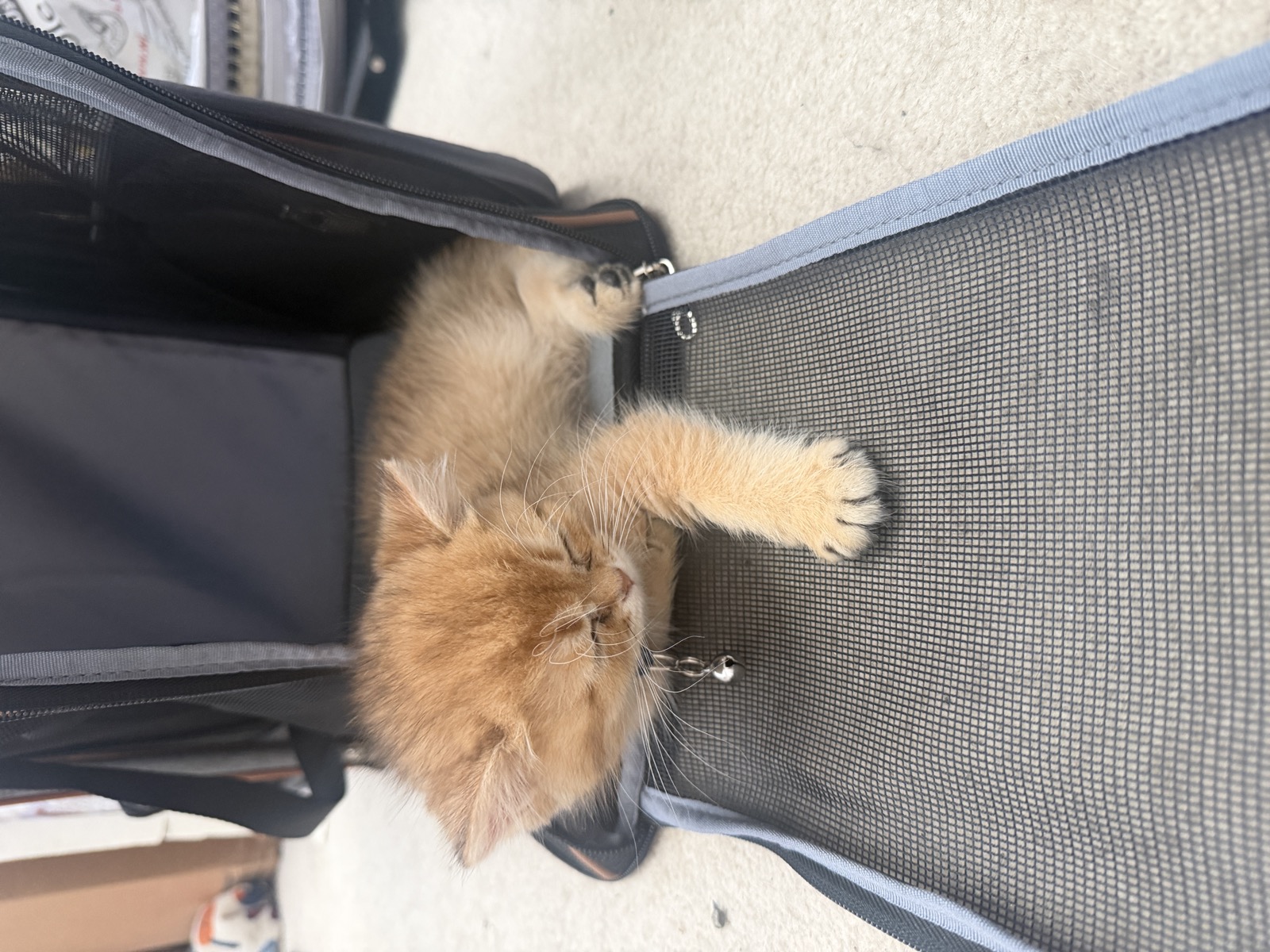 Churro asleep inside his adventure backpack